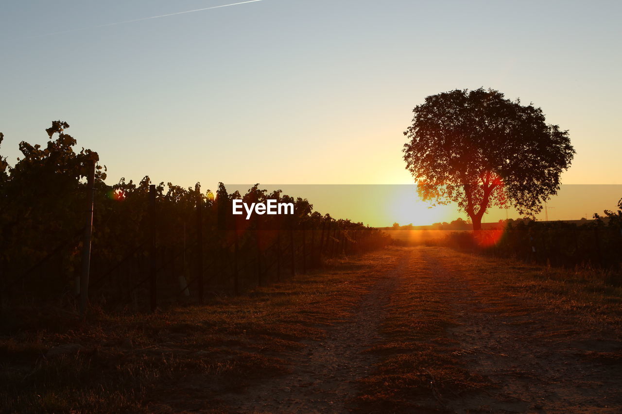 TREES ON FIELD AGAINST CLEAR SKY DURING SUNSET