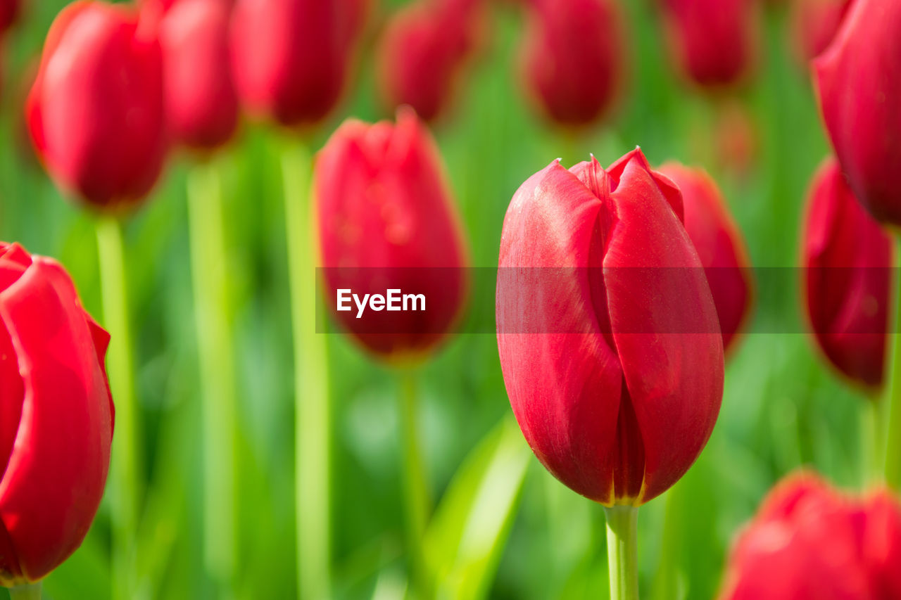 Close-up of red tulips on field