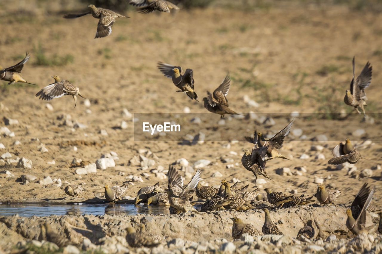 FLOCK OF BIRDS FLYING OVER THE LAND