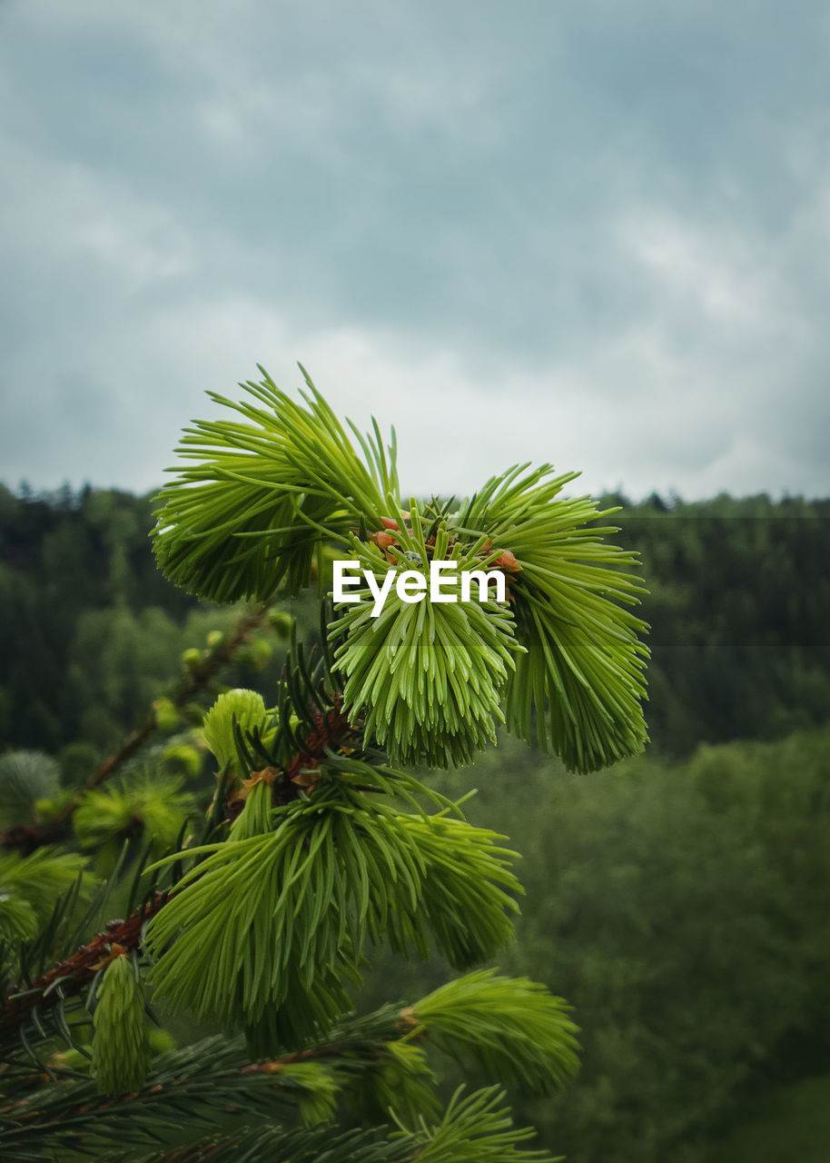 Close up of new buds and acorns on coniferous branches. young fir tree sprouts growing up, spring