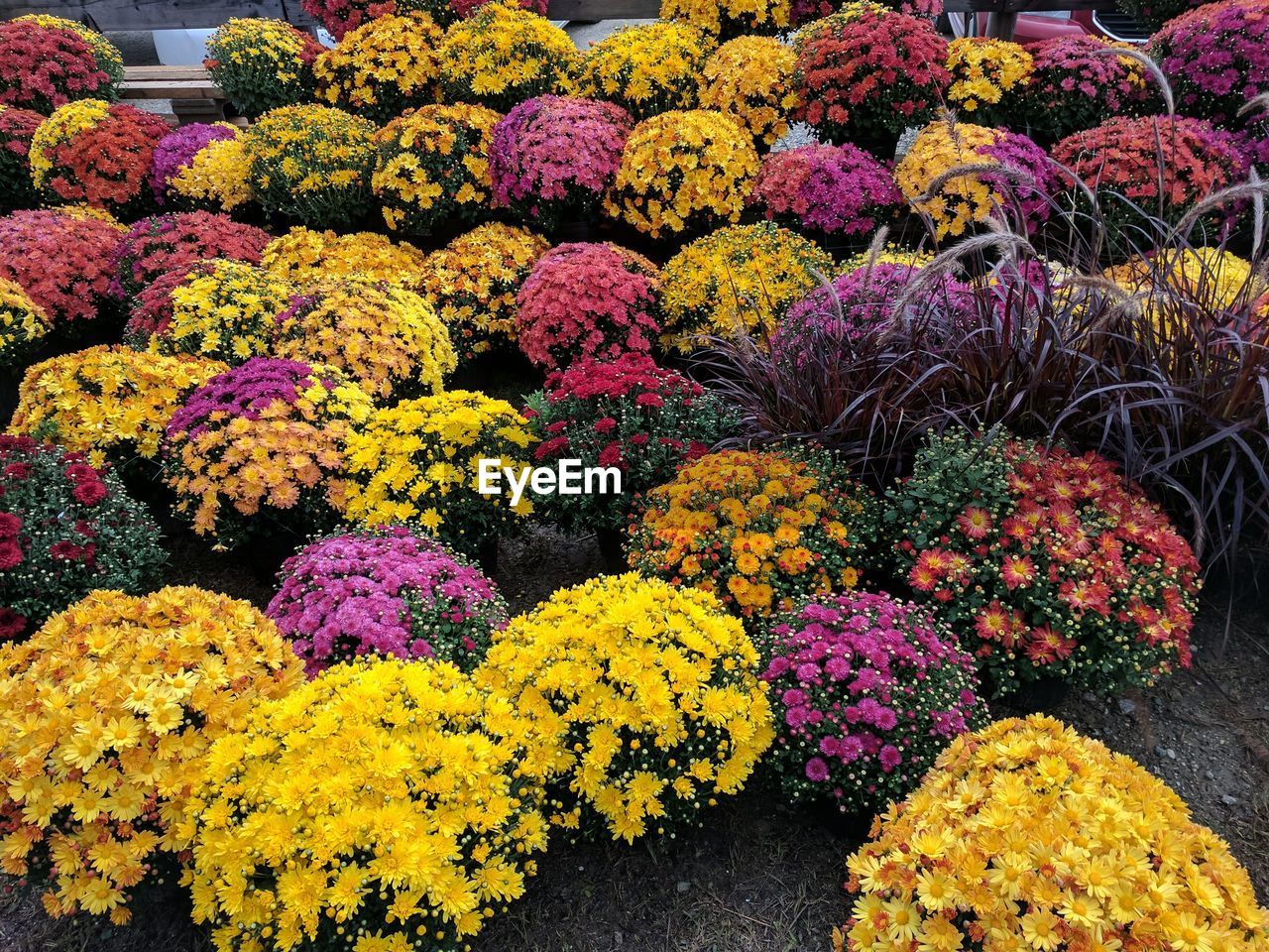 HIGH ANGLE VIEW OF MULTI COLORED FLOWERS