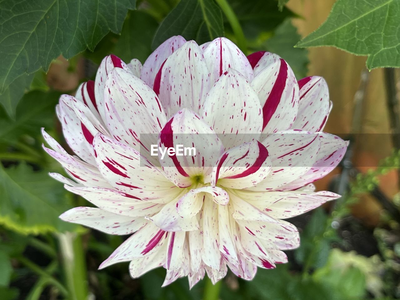 plant, flower, flowering plant, beauty in nature, freshness, close-up, petal, growth, fragility, nature, pink, flower head, leaf, inflorescence, plant part, blossom, pollen, no people, focus on foreground, botany, springtime, outdoors, stamen, day