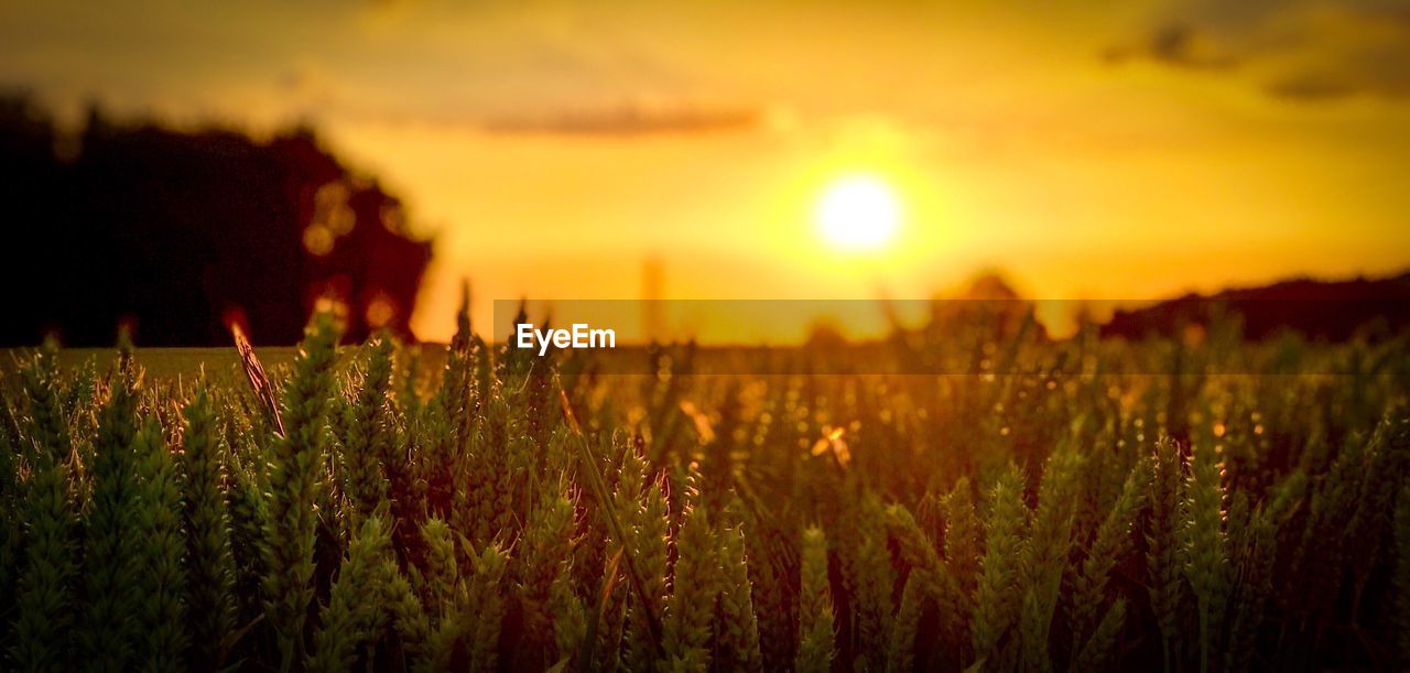 SCENIC VIEW OF FIELD AGAINST SKY AT SUNSET