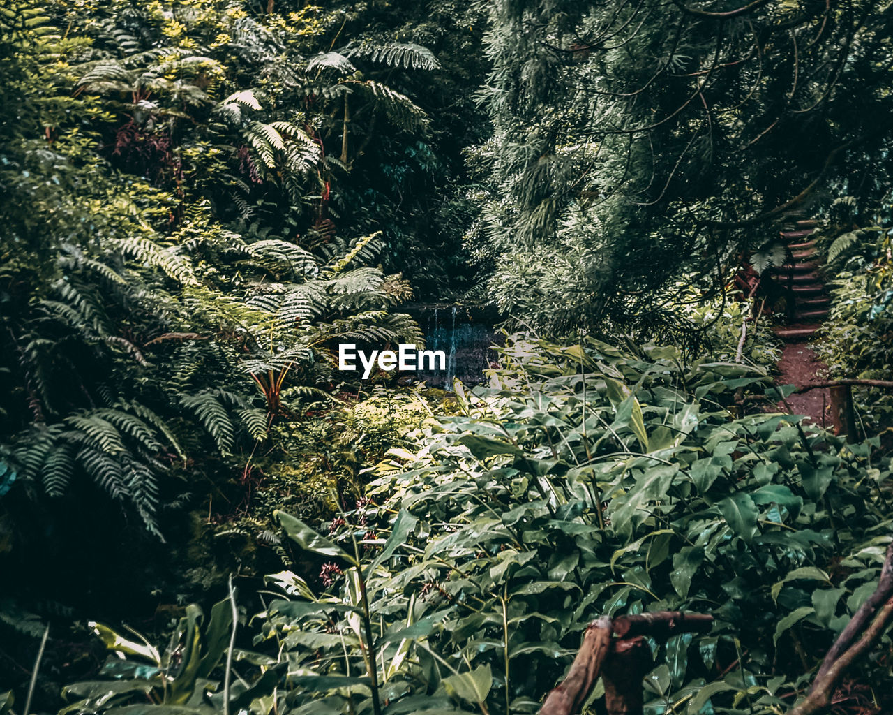 PLANTS GROWING IN FOREST