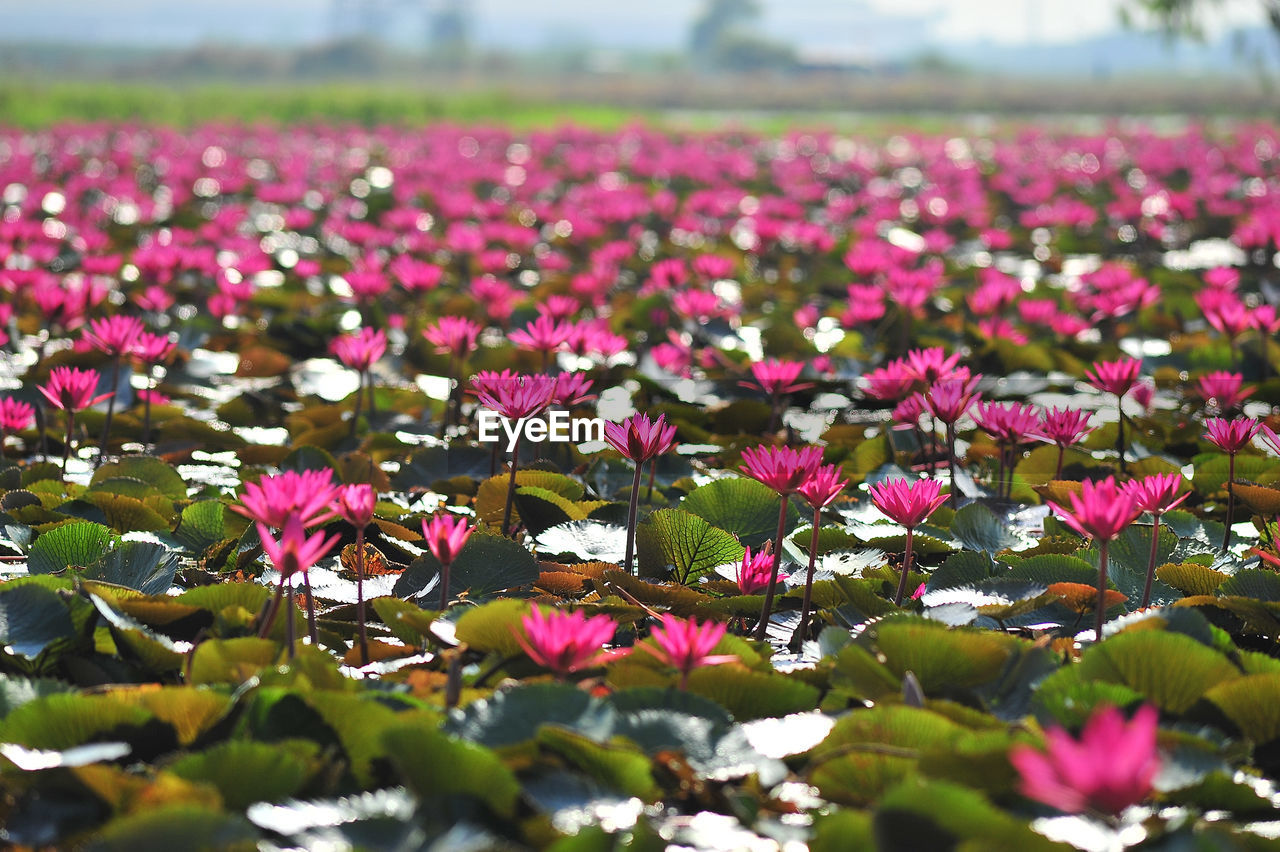 Close-up of pink water lily in lake