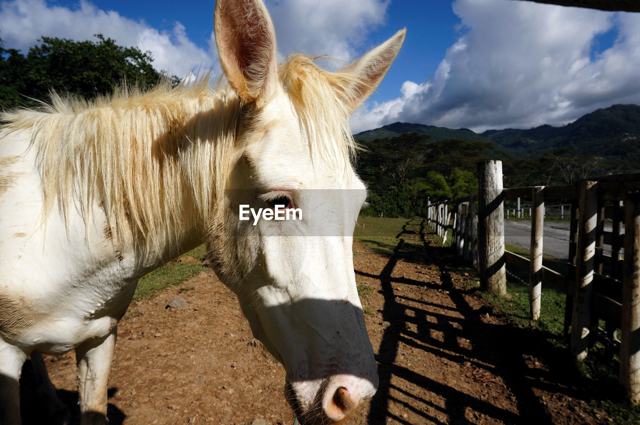 Close-up of horse standing against sky