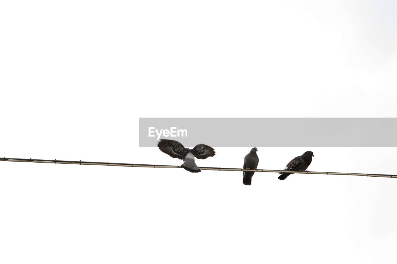 Low angle view of pigeons perching on power lines against clear sky