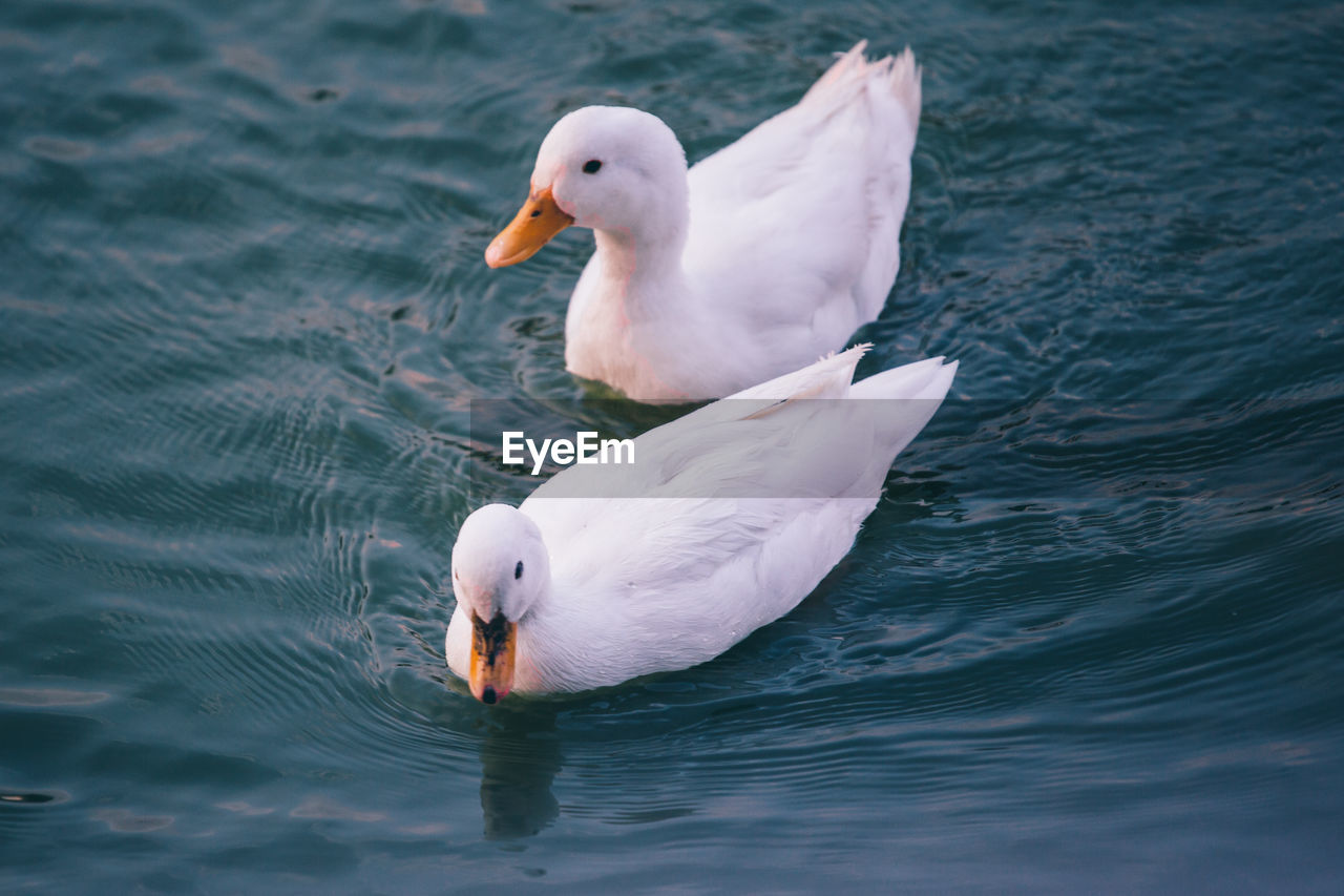 SWAN SWIMMING IN LAKE