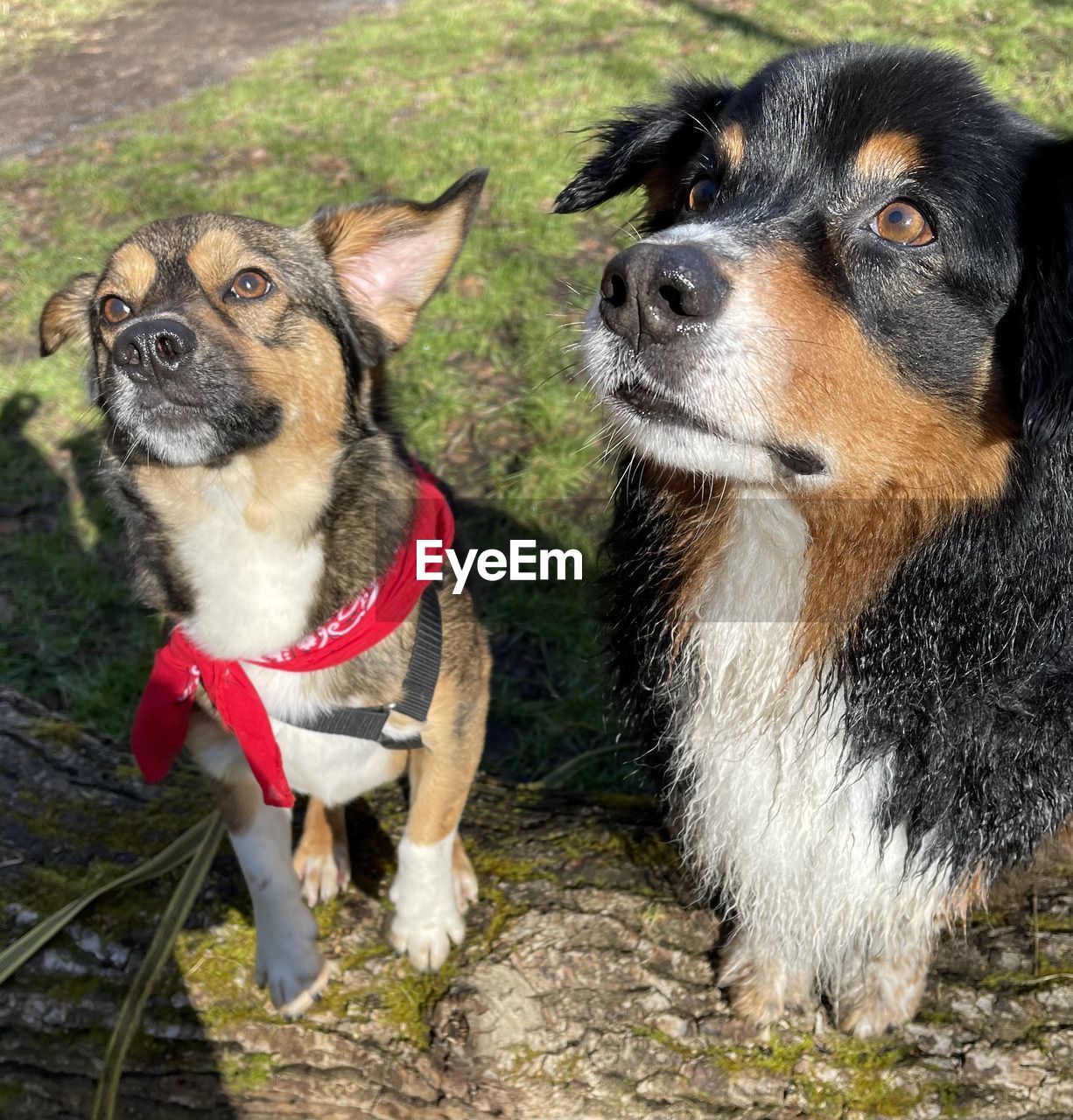 CLOSE-UP OF DOG LOOKING AT CAMERA