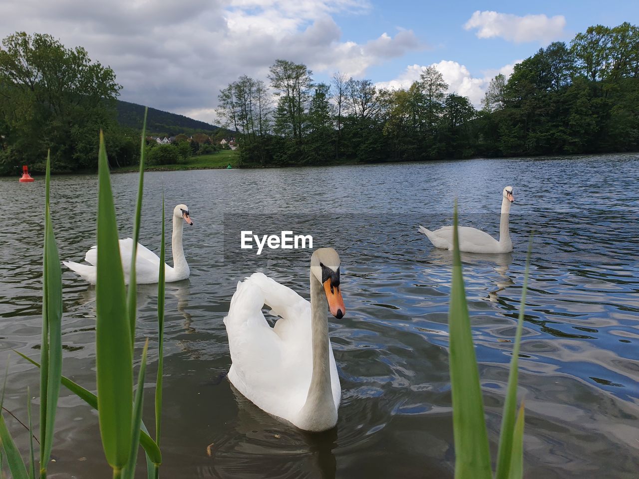 SWANS FLOATING IN LAKE