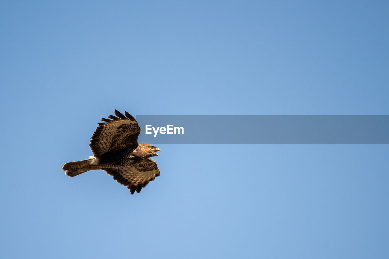 Low angle view of bird flying against clear blue sky