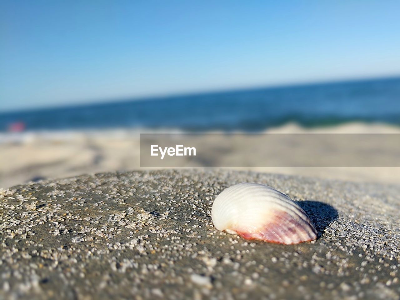 CLOSE-UP OF SEASHELL ON SAND AT BEACH