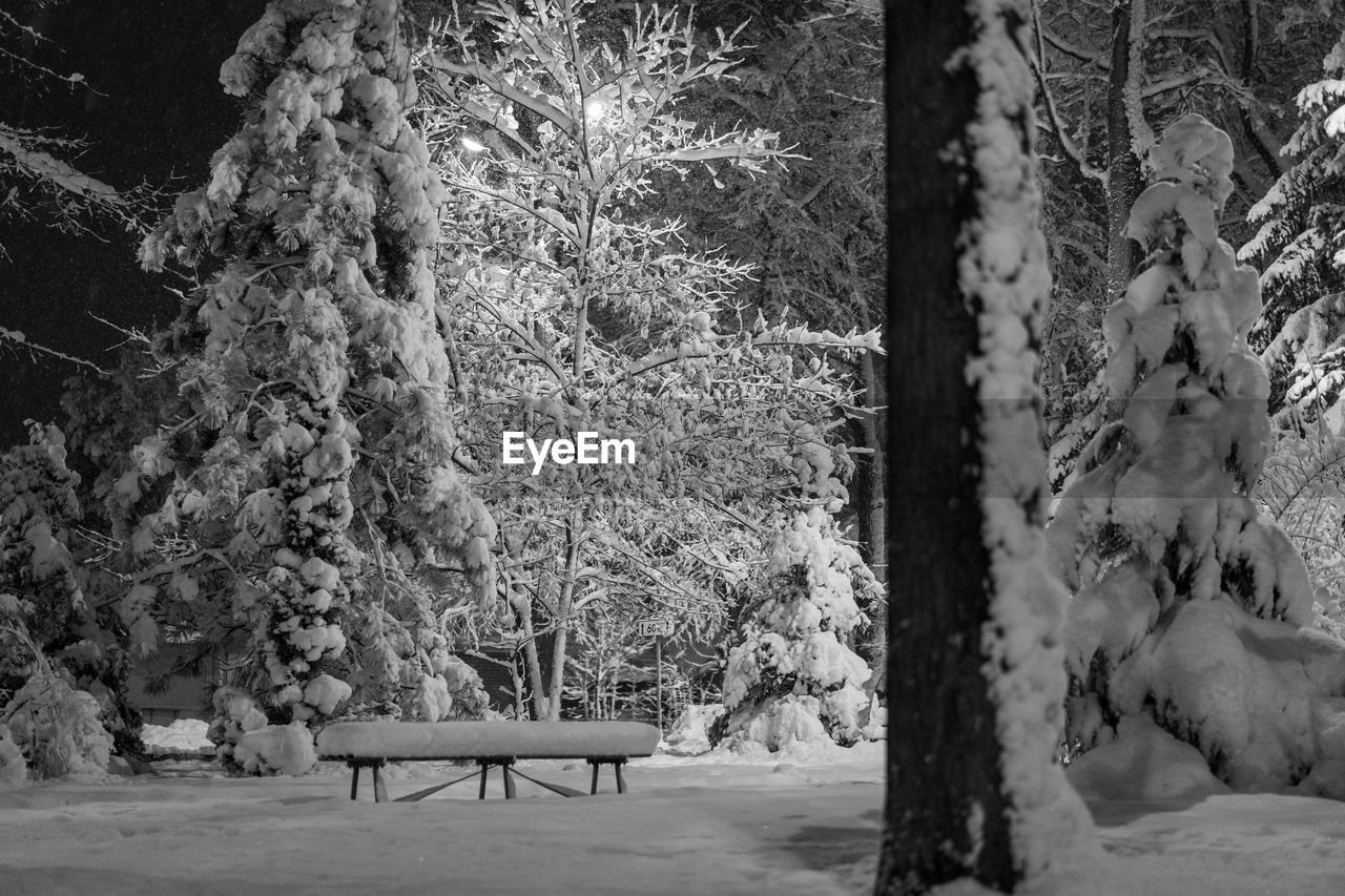 snow, winter, tree, black and white, plant, bench, seat, nature, monochrome photography, cold temperature, monochrome, white, furniture, no people, trunk, tree trunk, freezing, land, park, branch, beauty in nature, tranquility, day, growth, outdoors, forest, park bench, park - man made space, tranquil scene, empty, architecture