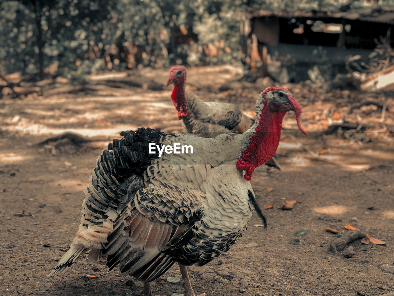 Turkey and friend