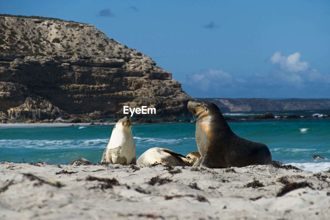 Australian sealions at seal bay conservation park