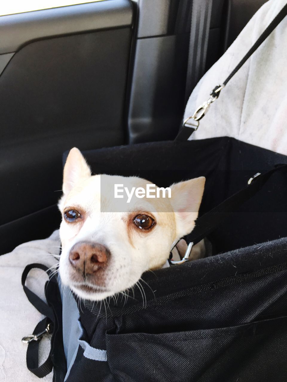 CLOSE-UP PORTRAIT OF DOG SITTING ON CAR