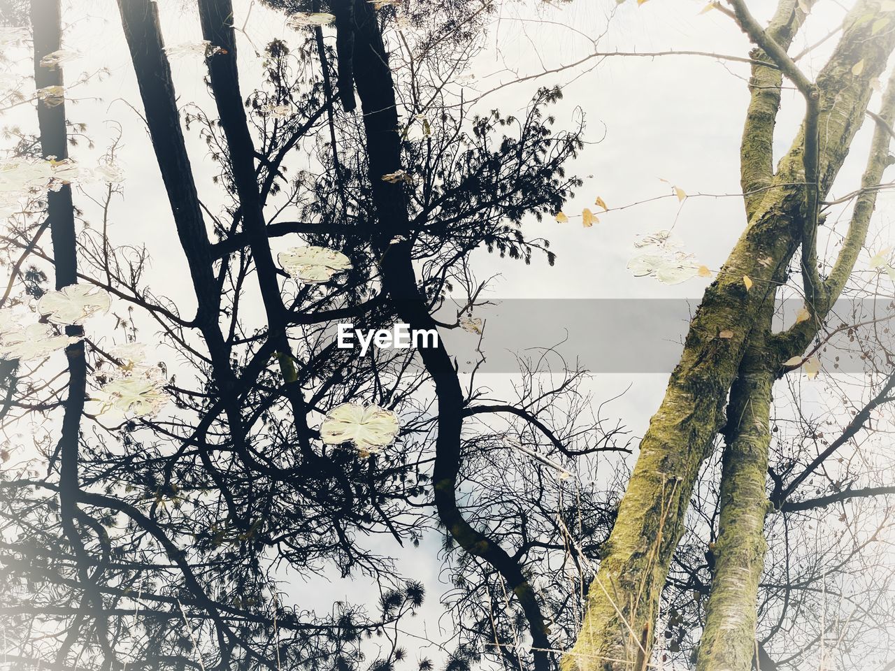 LOW ANGLE VIEW OF BARE TREES AGAINST SKY DURING WINTER