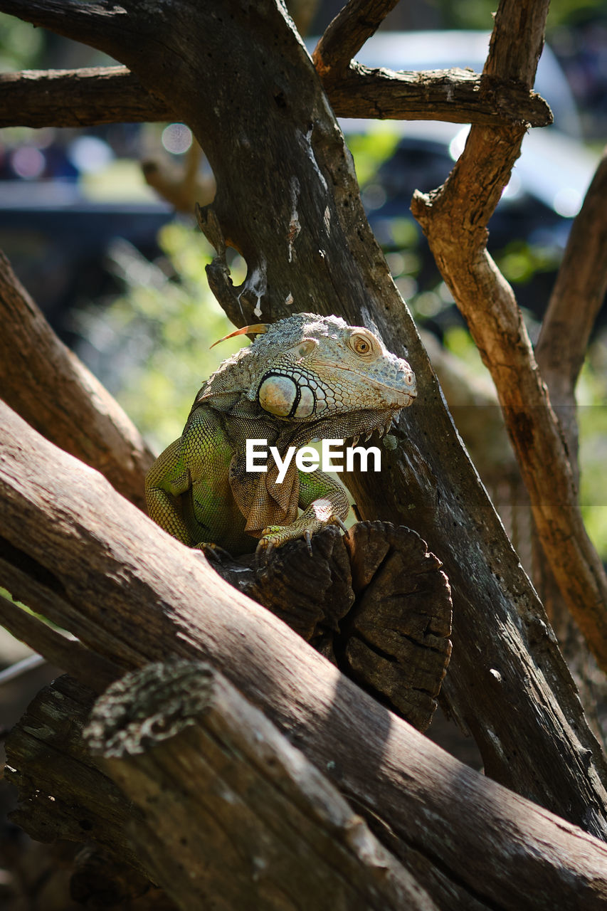 CLOSE-UP OF SNAKE ON TREE