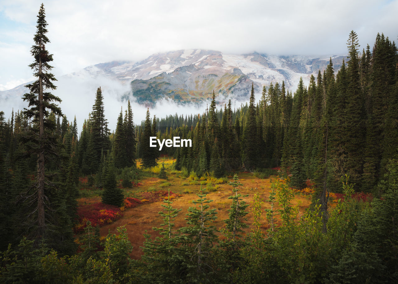 Scenic view of pine trees in forest against sky