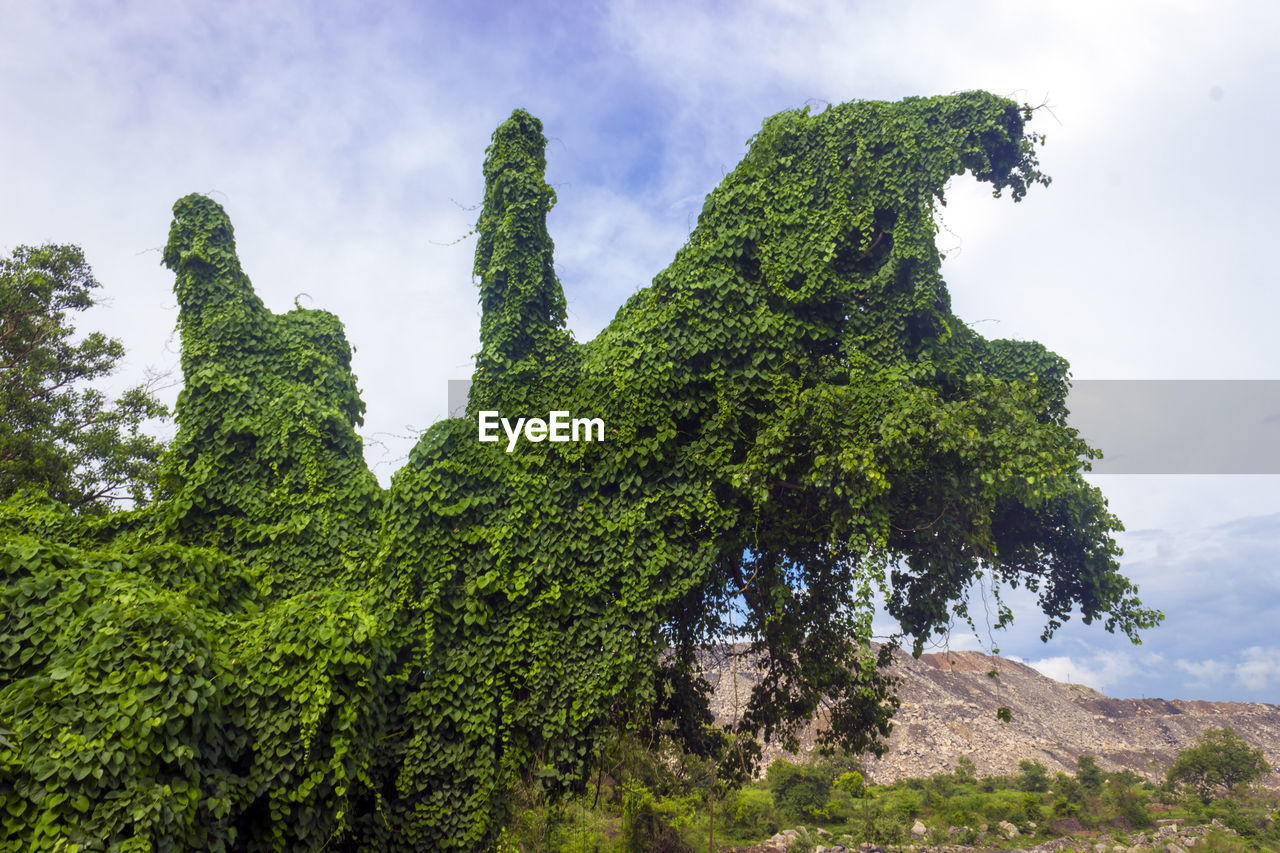 Low angle view of tree against sky