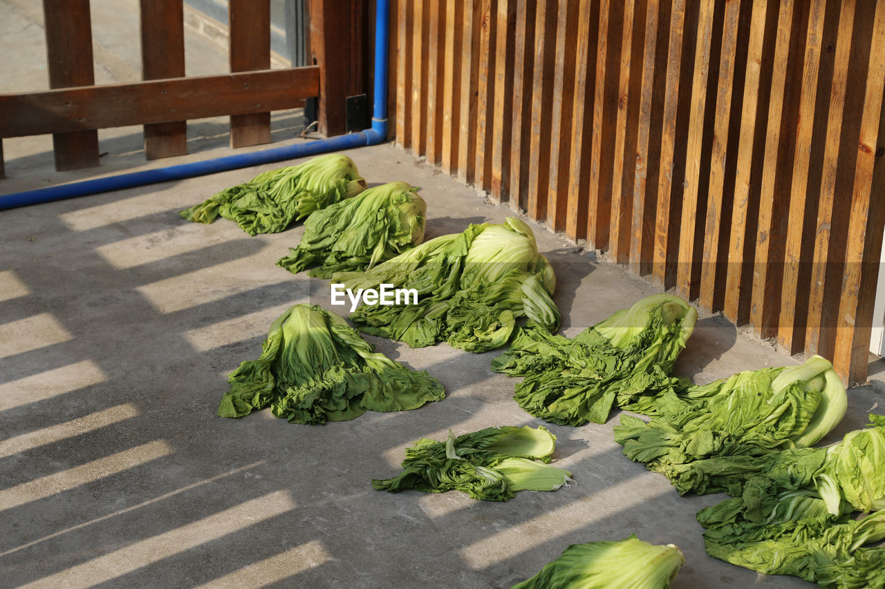 High angle view of bok choy on table