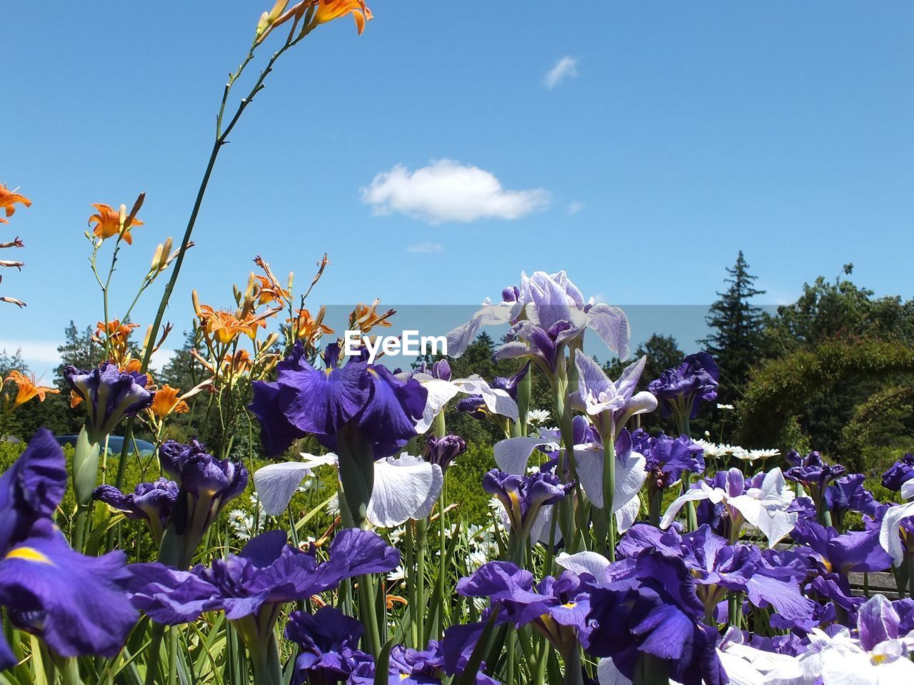 LOW ANGLE VIEW OF PURPLE FLOWERS AGAINST BLUE SKY