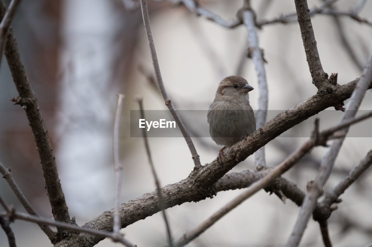 BIRD PERCHING ON A BRANCH