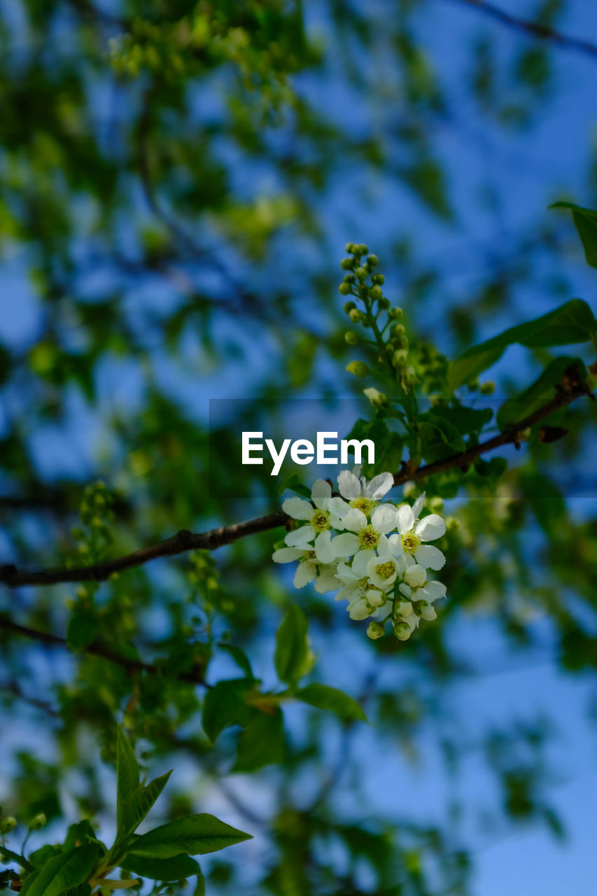 Close-up of white flowering plant