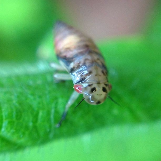 CLOSE-UP OF INSECT ON PLANT