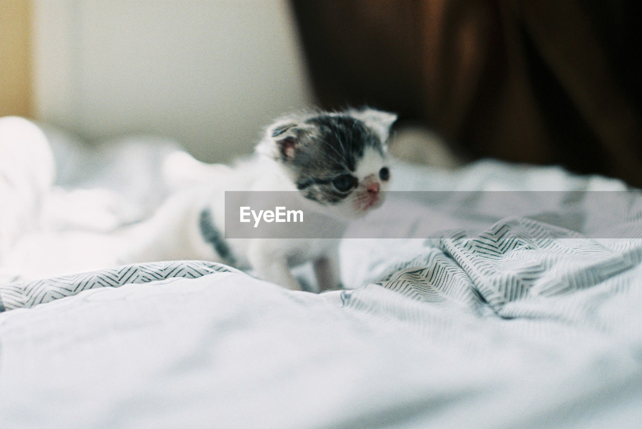 CAT RESTING ON BED