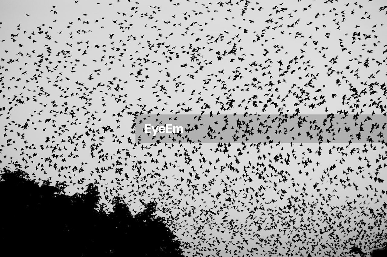 FLOCK OF BIRDS FLYING