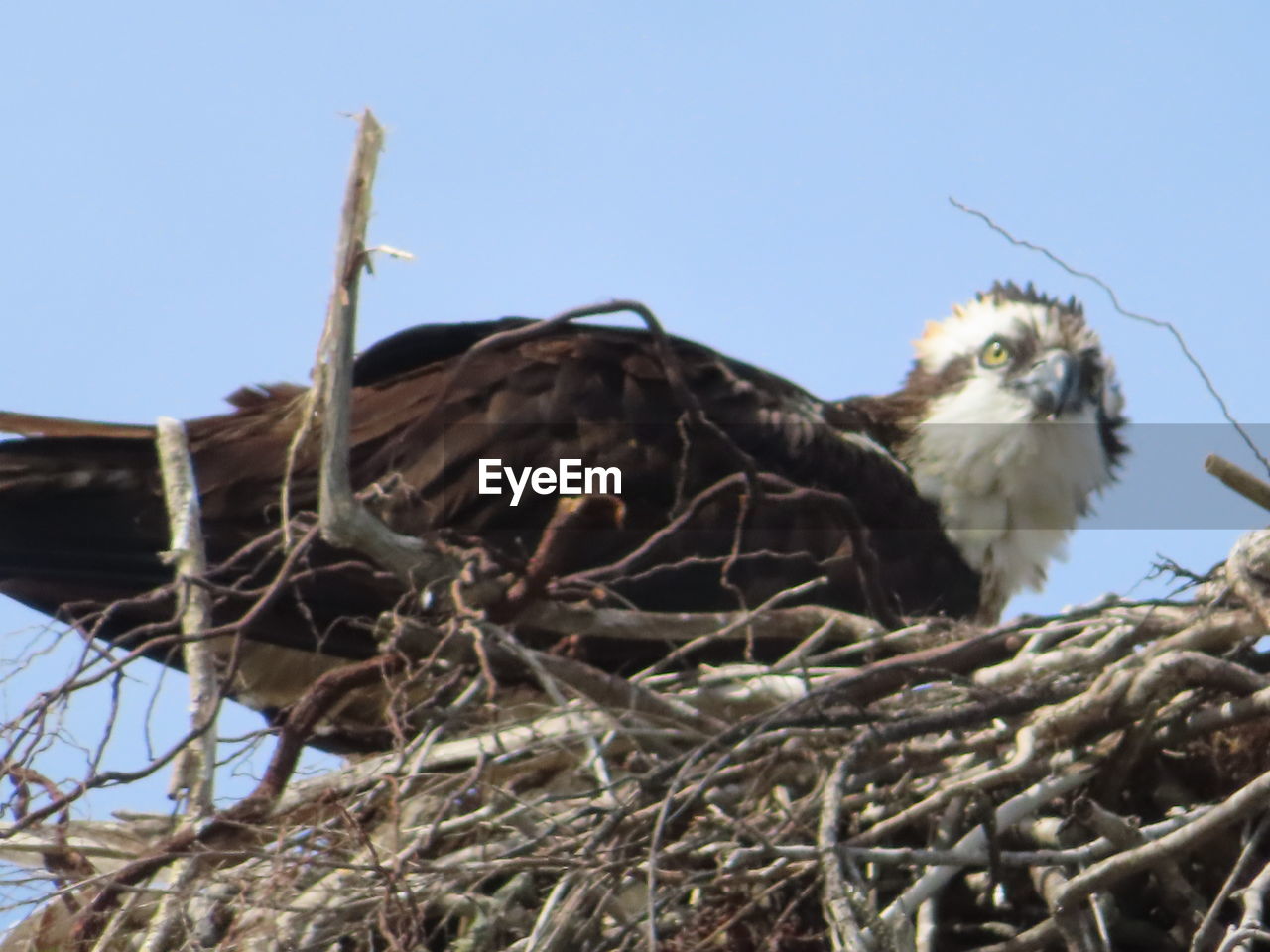 LOW ANGLE VIEW OF BIRD PERCHING ON NEST