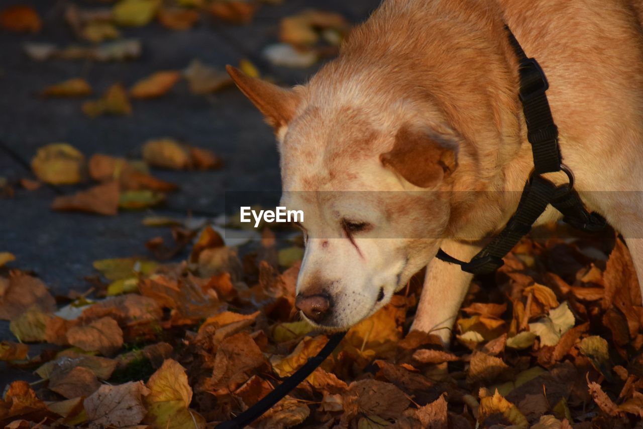animal, animal themes, mammal, leaf, plant part, one animal, autumn, pet, dog, domestic animals, canine, nature, no people, puppy, leaves, land, animal body part, outdoors, day, close-up, dingo, brown