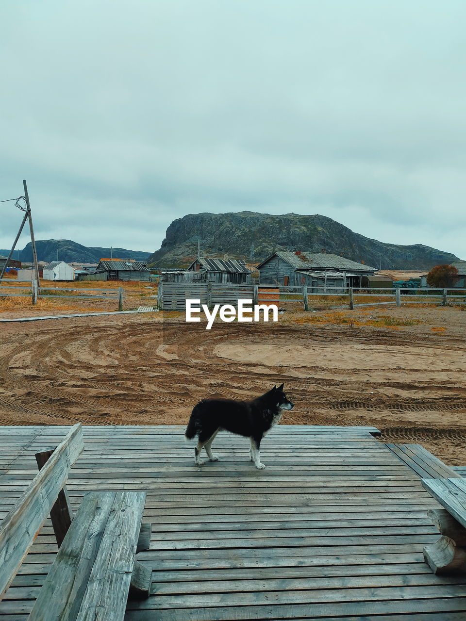 VIEW OF A DOG ON THE BEACH