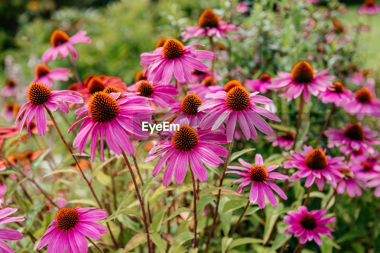 flower, flowering plant, plant, freshness, beauty in nature, fragility, growth, flower head, pink, petal, close-up, inflorescence, nature, no people, focus on foreground, meadow, pollen, purple, wildflower, garden cosmos, day, botany, outdoors