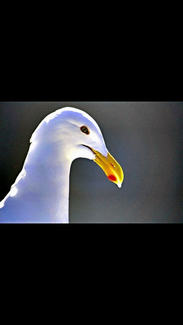 CLOSE-UP OF BIRD ON RAILING