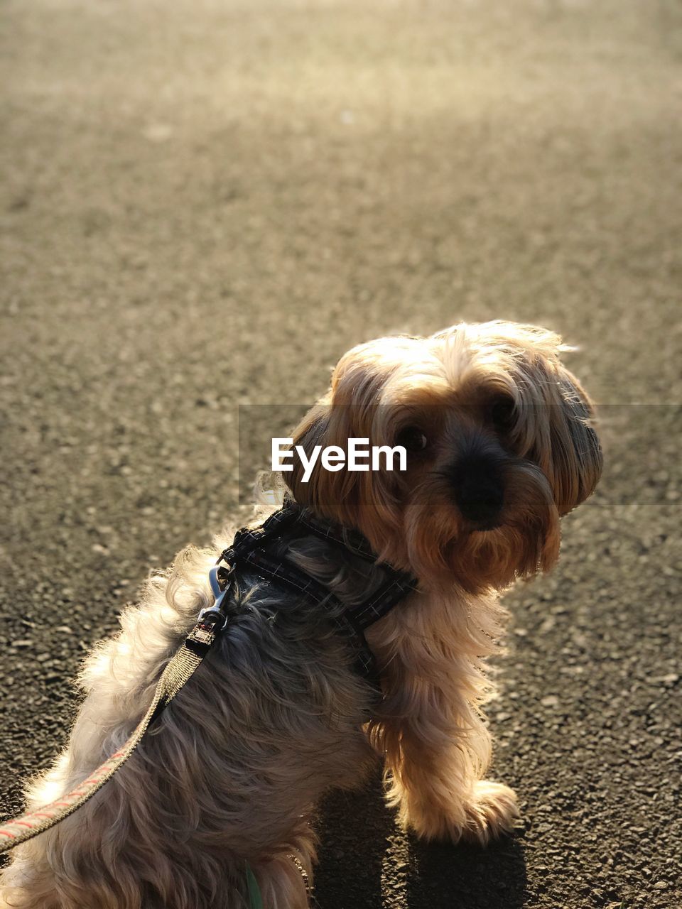 Close-up portrait of dog