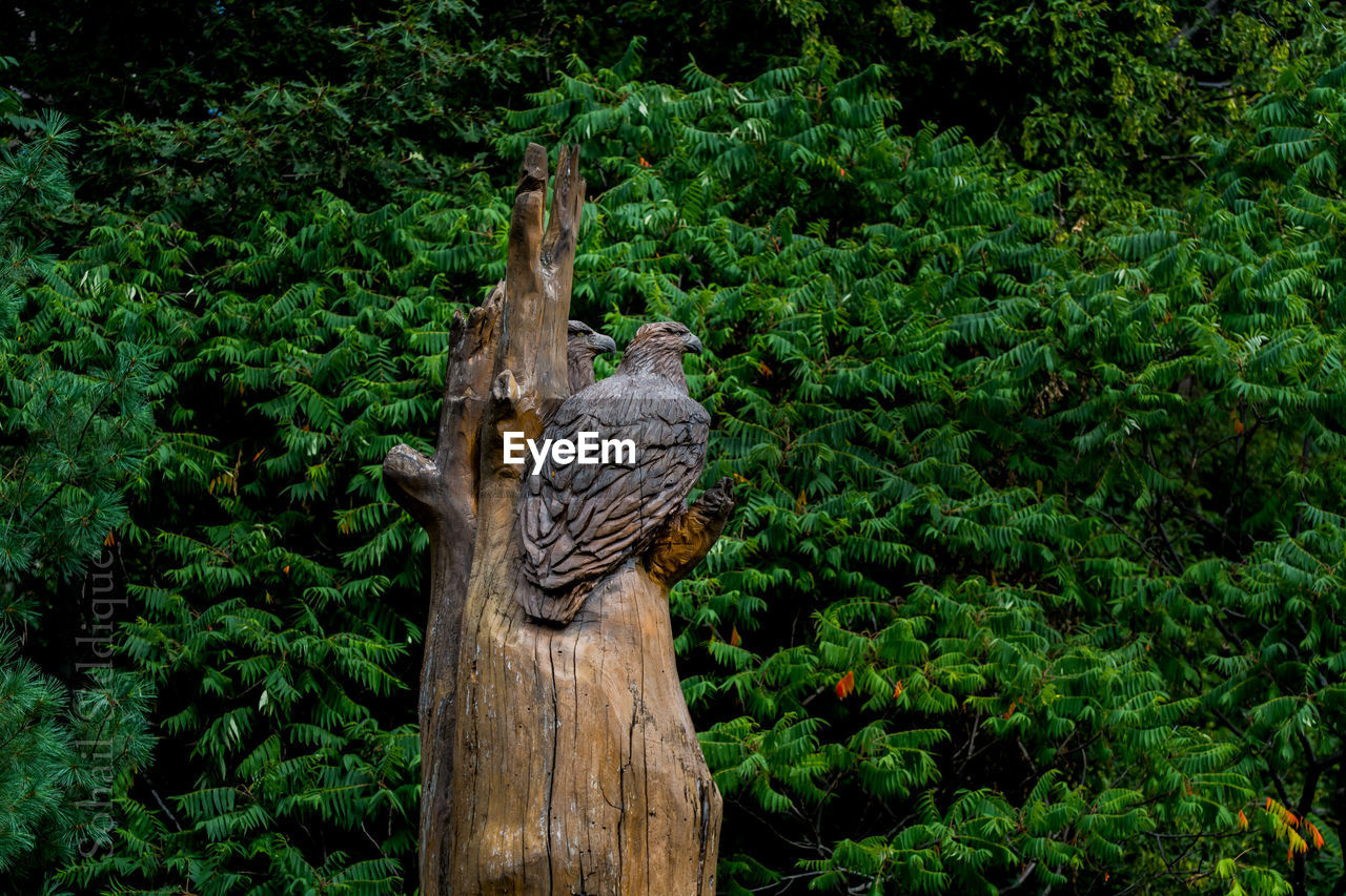 CLOSE-UP OF STATUE ON TREE TRUNK