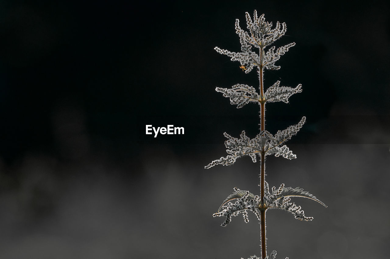 Close-up of tree during winter