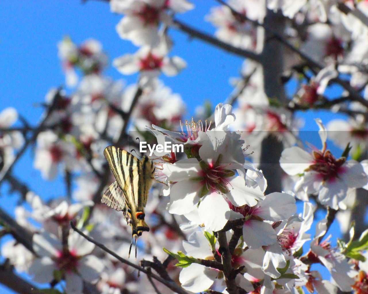 LOW ANGLE VIEW OF CHERRY BLOSSOMS ON BRANCH