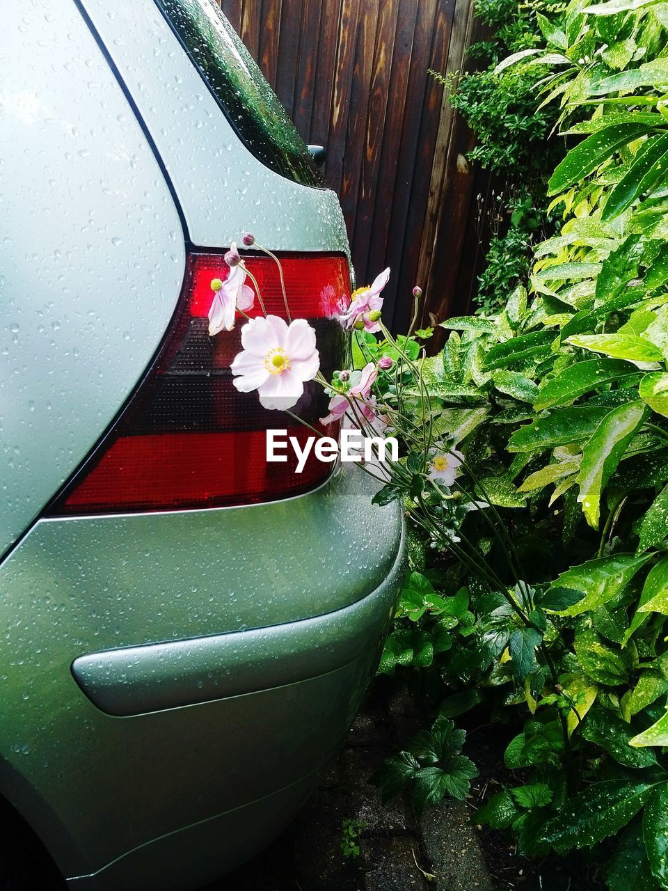 CLOSE-UP OF POTTED PLANT ON CAR