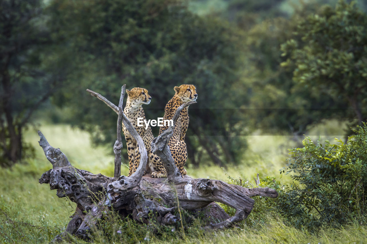 Cheetahs sitting on wood in forest