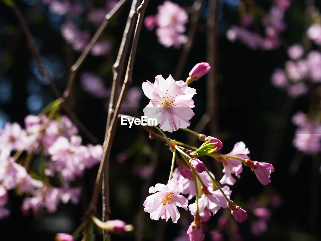 Close-up of pink cherry blossoms