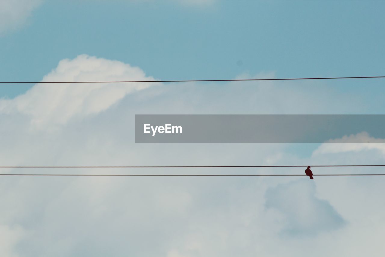 Low angle view of birds perching on cable