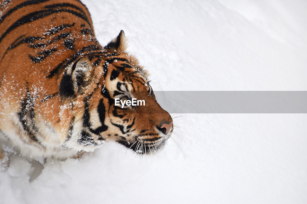 CLOSE-UP OF TIGER IN WINTER