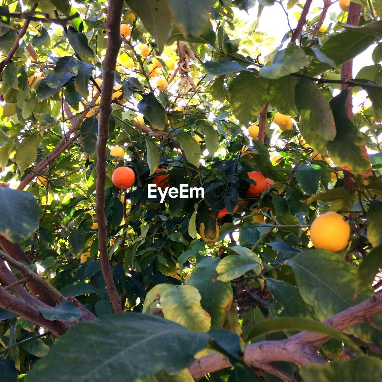 LOW ANGLE VIEW OF APPLES ON TREE