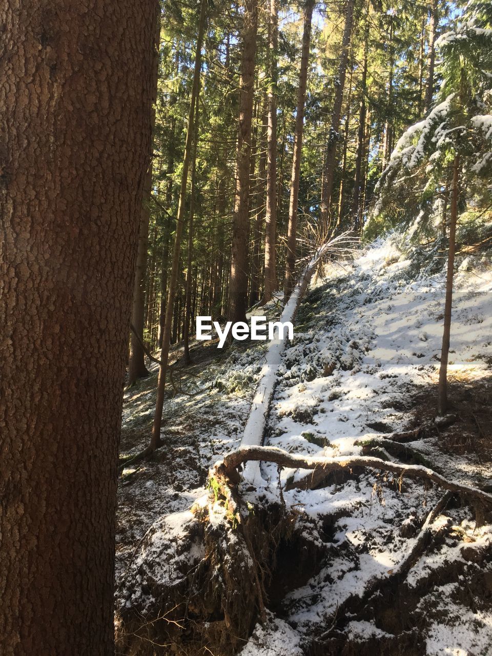 STREAM FLOWING IN FOREST