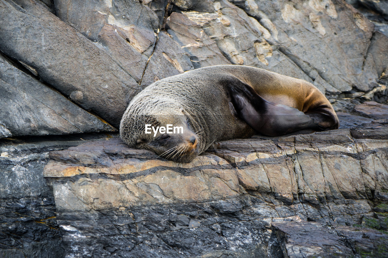 SEA LION SLEEPING ON ROCK