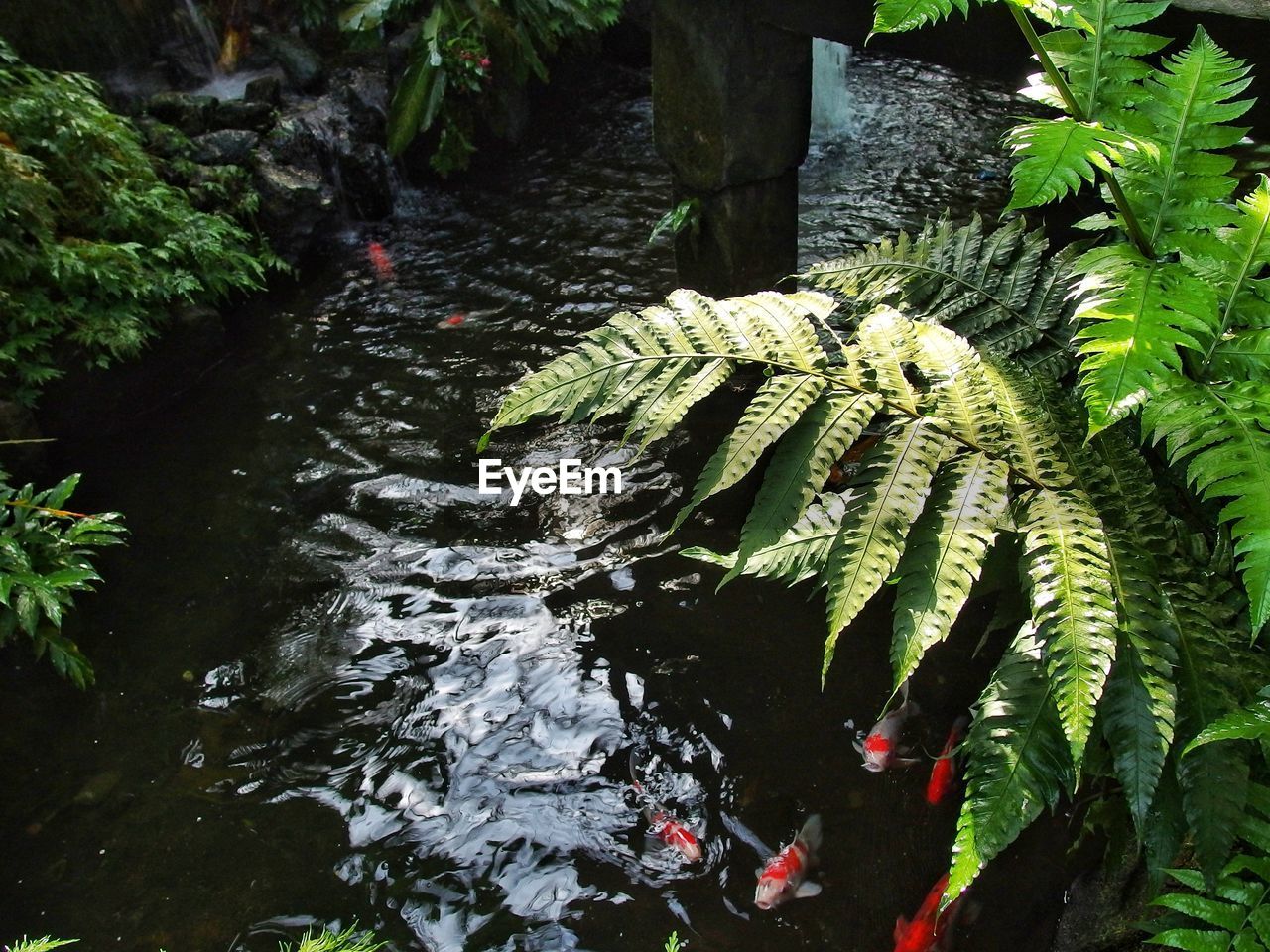 CLOSE-UP OF FERN BY TREES