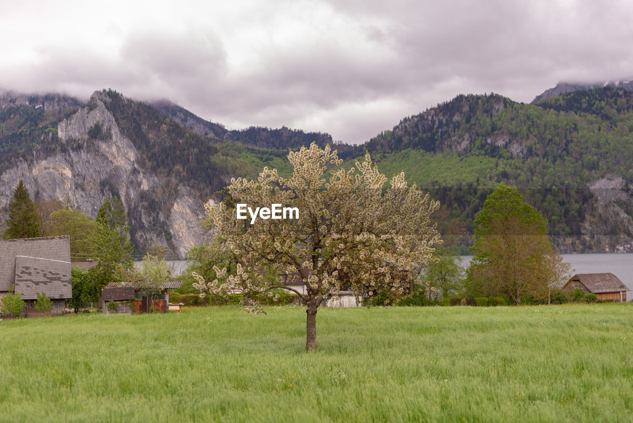 Trees on field against sky